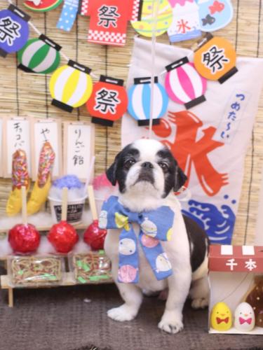 20240717大福くん